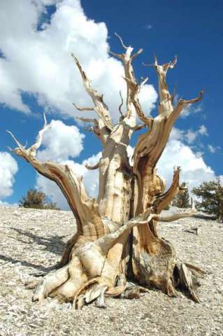 Ancient Bristlecome Pines