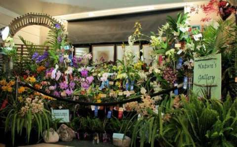 Last Weekend in April Brings an Exotic Orchid Show & Sale to Austin, TX.