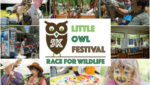 Little Owl Festival