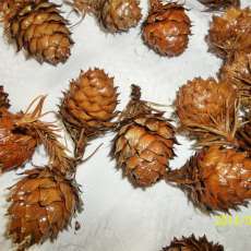 NW Pinecones, Hand Selected, Cleaned and Sealed With Spar Urethane