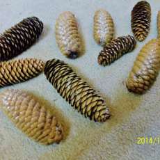 Hand Picked Pine Cones Cleaned and Coated with Spar Utethane