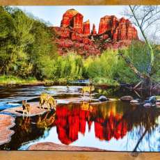 Canvas Wrap-36x24-Coyotes drinking at Cathedral Rock