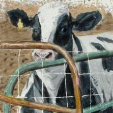 Holstein on Fence