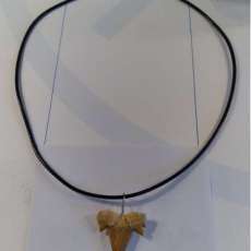 Authentic shark tooth necklace