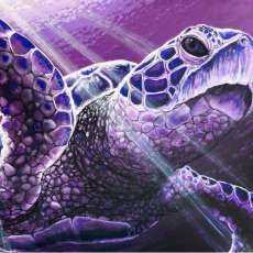 Purple Turtle with light rays