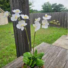 Phalaenopsis orchid ( white )