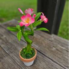 Plumeria (pink)