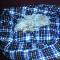 Universal Pet Bed Covers
