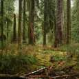 The Hoh Rainforest