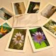 Tropical beach and flora note cards