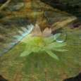 Barking Lily