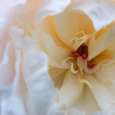 Peony Bloom