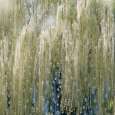 Magic Tree 2