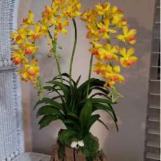 yellow Aerides orchid