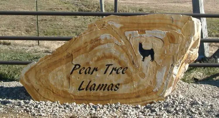 Pear Tree Llamas