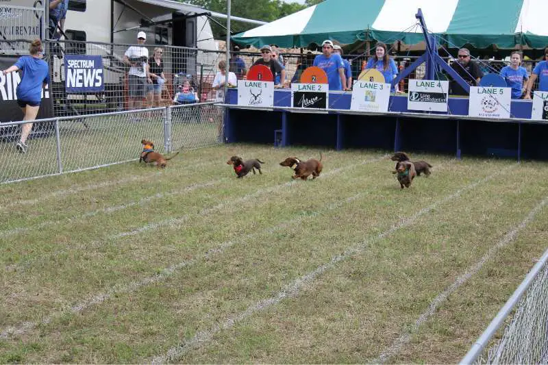 Buda Wiener Dog Races and County Fair