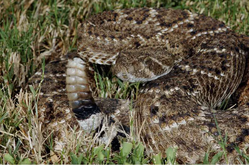 Sweetwater Rattlesnake Round-Up