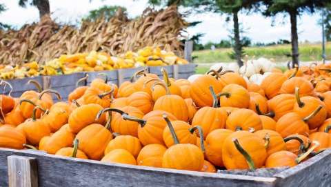 Ukiah Country Pumpkinfest