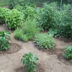 Bill's Organic Garden of Herbs and Vegetables