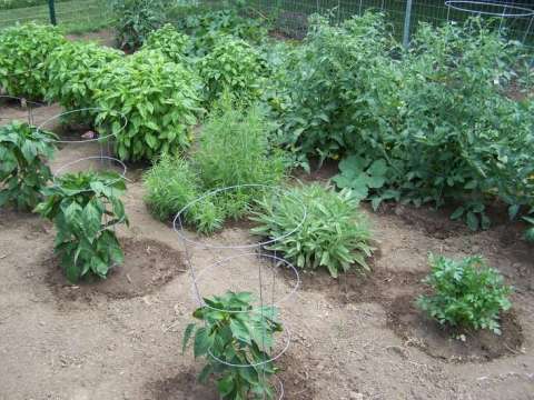 Bill's Organic Garden of Herbs and Vegetables