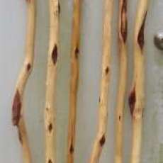 DIAMOND WILLOW HIKING STAFF     PRICE: $75.00