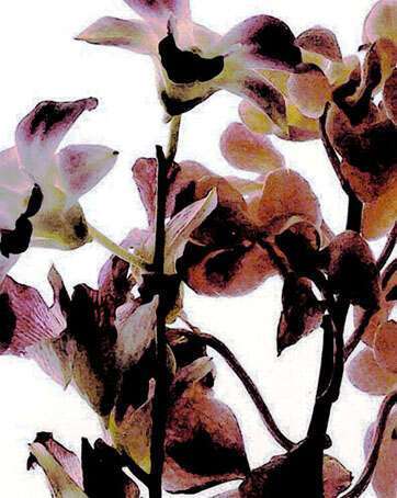 ORCHIDS I