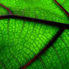 Leaf Veins