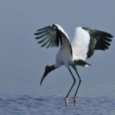 Wood Stork Touchdown