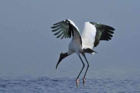 Wood Stork Touchdown