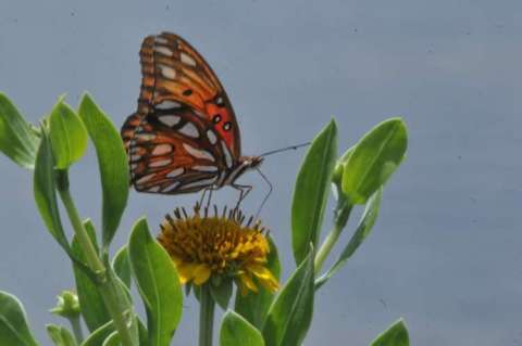 Butterfly at Lunch