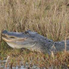 Smiling Alligator