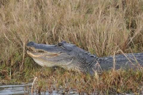 Smiling Alligator