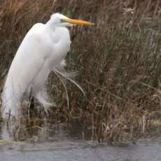 Great Egret