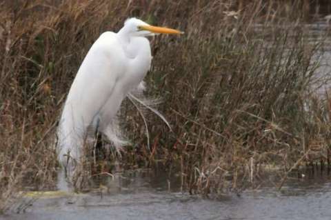 Great Egret