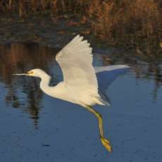 Snowy Egret