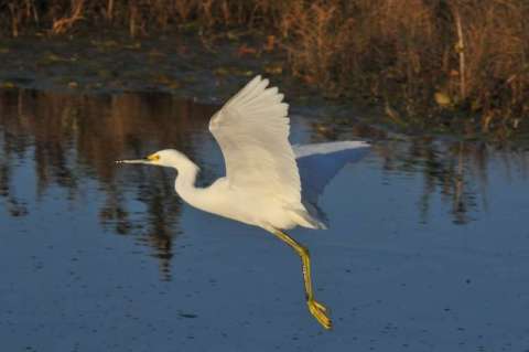 Snowy Egret