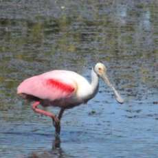 Roseate Spoonbill