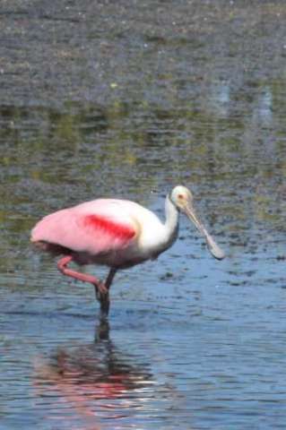 Roseate Spoonbill