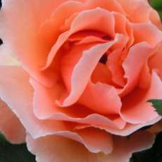 Saucer Peach Rose