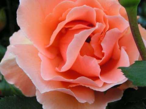 Saucer Peach Rose