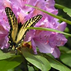 Butterfly collecting pollen