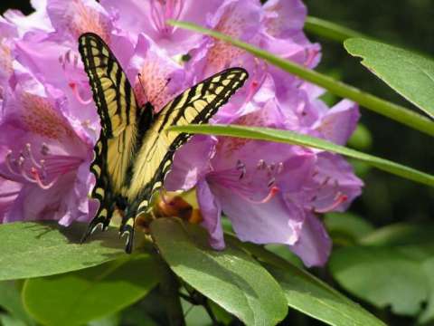 Butterfly collecting pollen