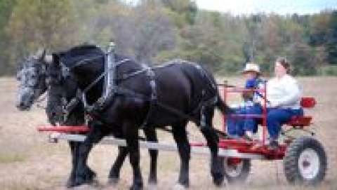 Mid-Mo Horse, Mule, Ox Farming & Historical Crafts Days