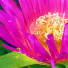 Laurie Leblanc-Rickaby