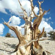 Ancient Bristlecome Pines