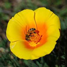 California Poppy