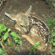 Fawn