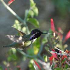 Hummingbird