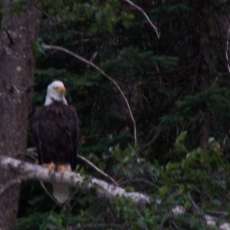 Eagle in Montana
