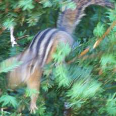 Fast Chipmunk